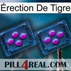 Érection De Tigre 03